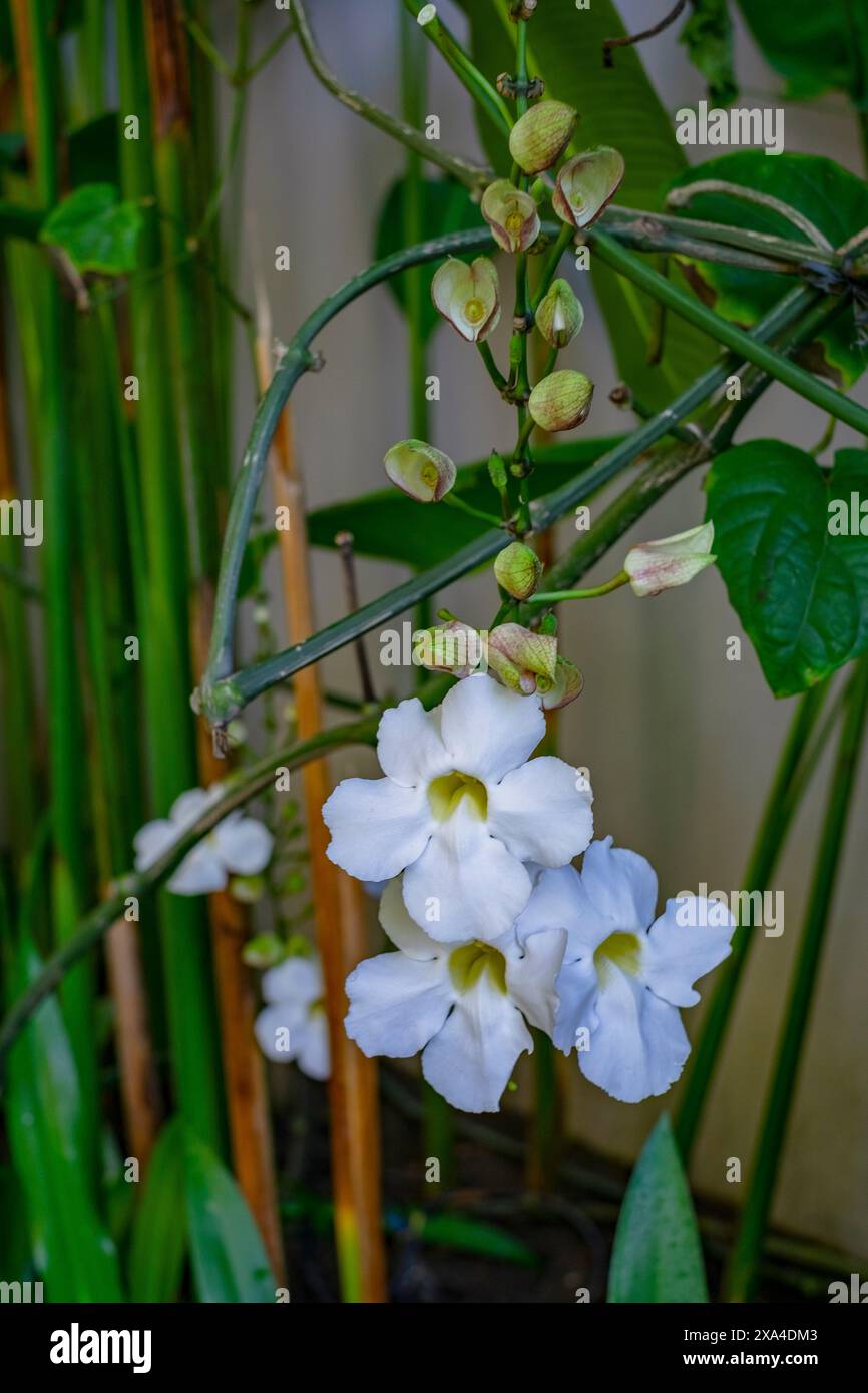 Un gruppo di fiori di orchidea bianca in fiore, con gemme chiuse e gambi verdi simili a bambù sullo sfondo. Foto Stock
