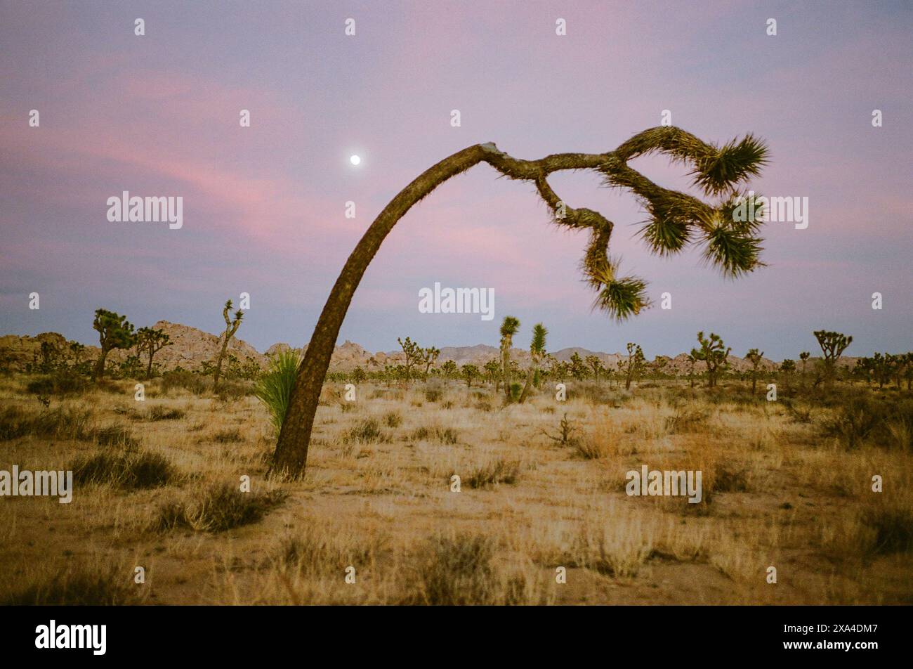 Un unico Joshua Tree piegato si erge su un cielo serale dipinto in tenui tonalità rosa e viola, con una vegetazione desertica sparsa sullo sfondo. Foto Stock