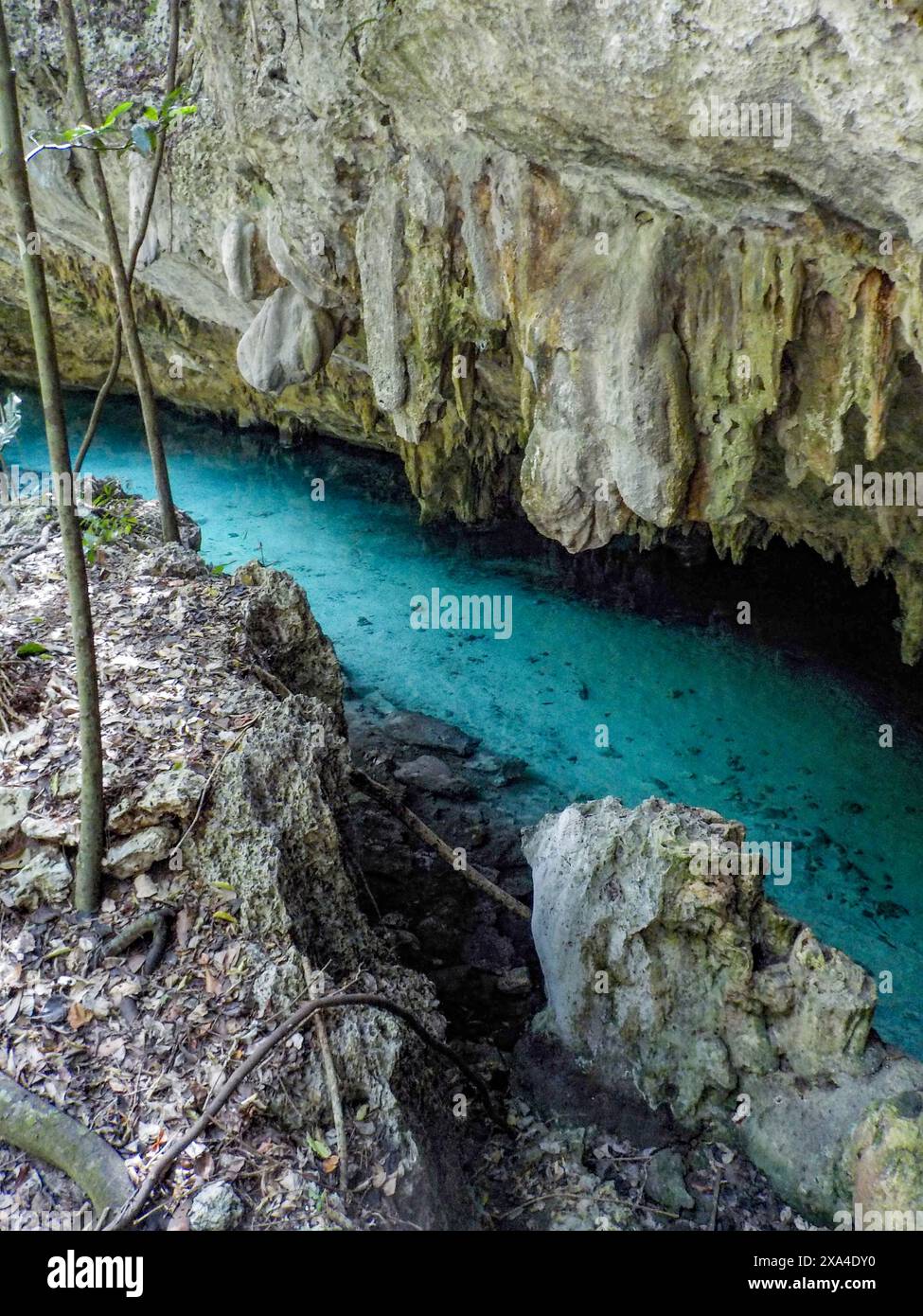 Un tranquillo cenote turchese con acqua cristallina delimitata da aspre rocce calcaree e vegetazione lussureggiante. Foto Stock