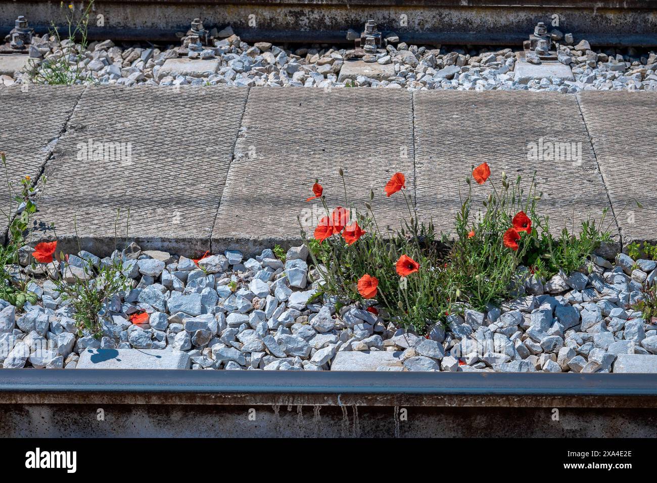 I fiori di papavero crescono dal suolo in ambienti difficili. Fiori rossi su sfondo di pietra bianca. Foto Stock