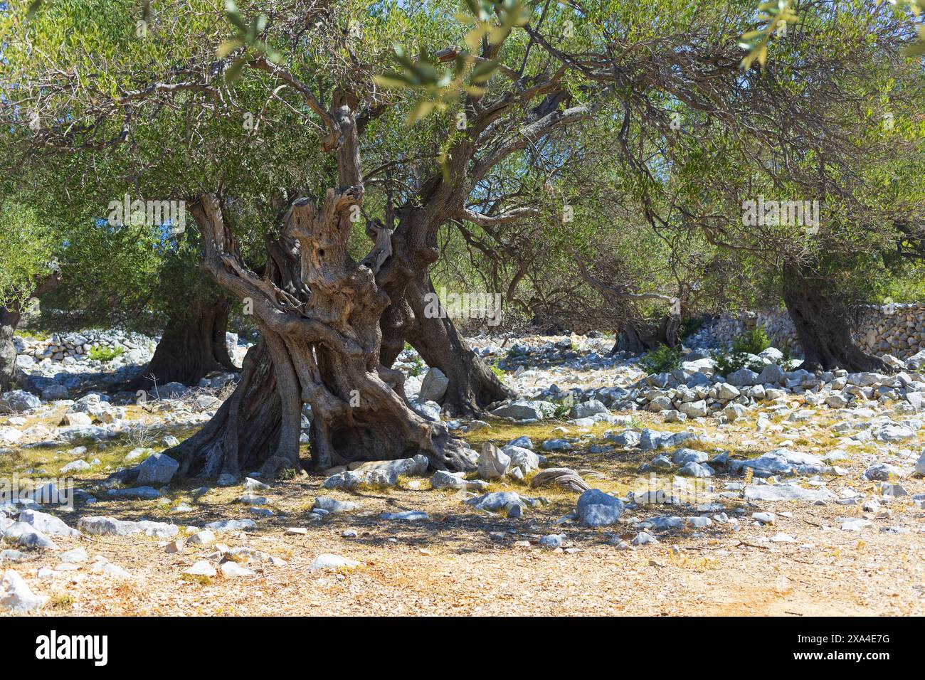 Foto di un olivo noce nei giardini di ulivi del parco ecologico di Lun sull'isola di pag, Croazia Foto Stock