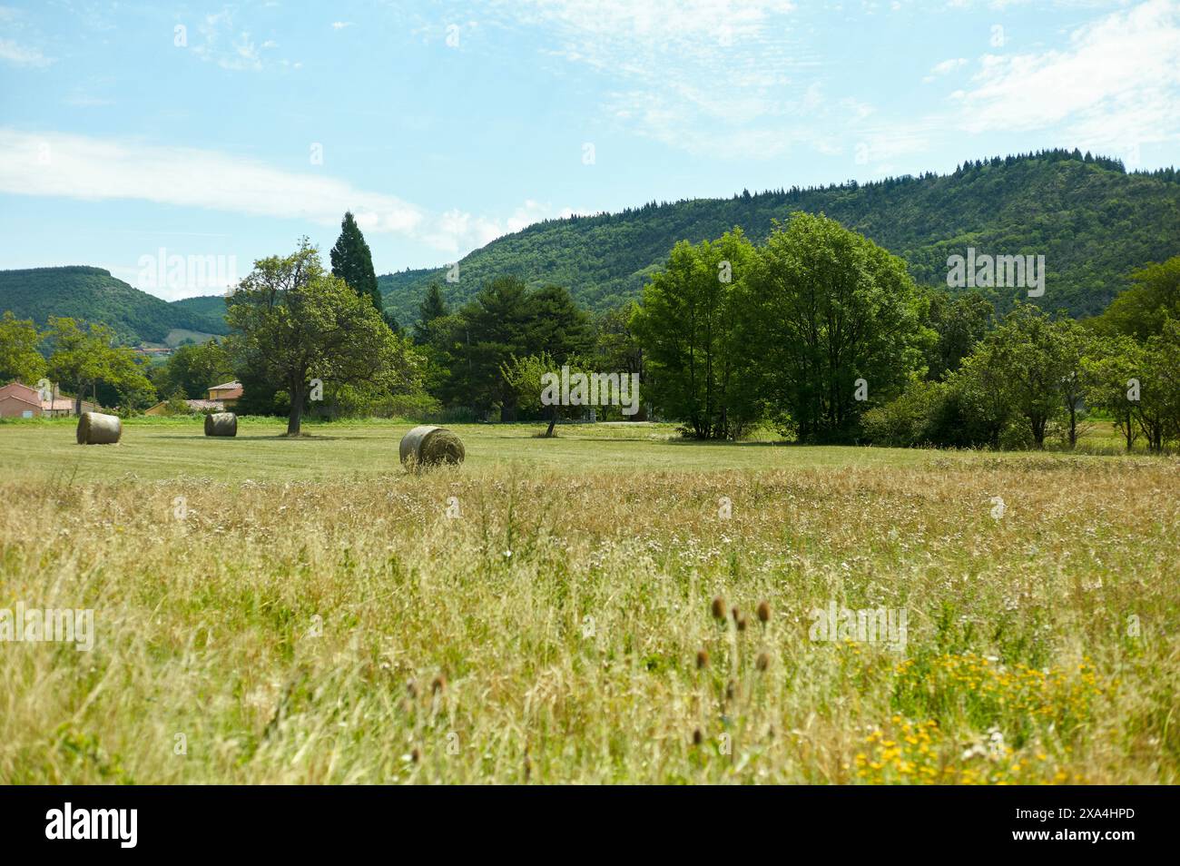 Un tranquillo paesaggio caratterizzato da un campo erboso punteggiato di balle di fieno sotto un cielo limpido, incorniciato da alberi lussureggianti e uno sfondo collinare. Foto Stock