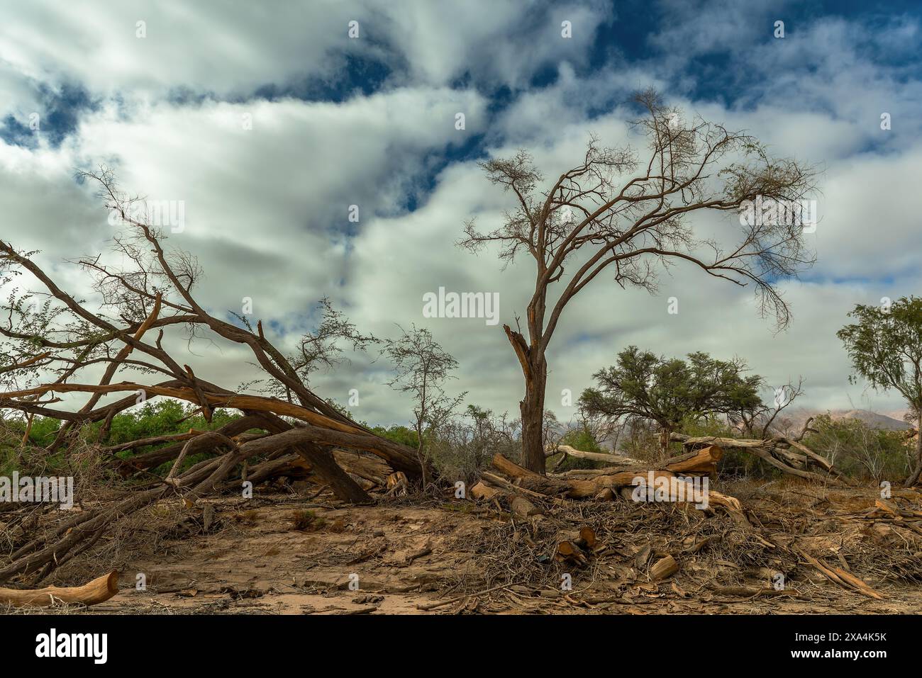 Vegetazione lungo l'essiccato fiume Ugap nella Namibia occidentale Foto Stock