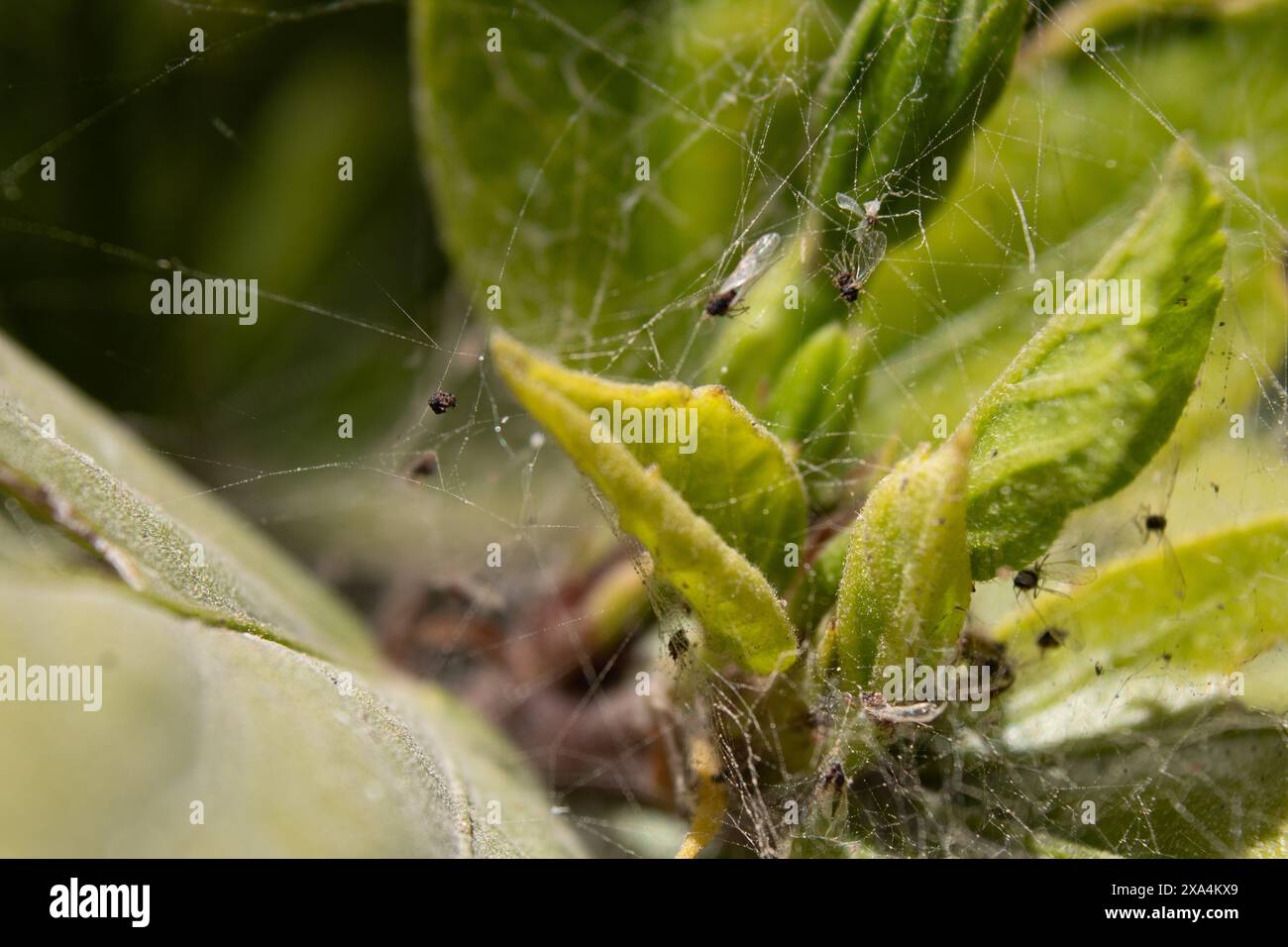 Insectos en hojas verdes con telas de araña Foto Stock