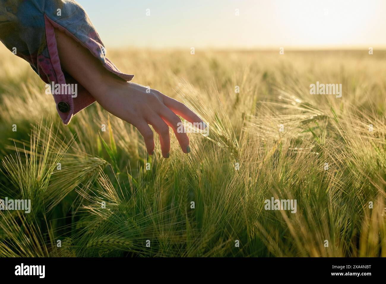 Una giovane donna tocca delicatamente le punte del grano verde in un campo durante l'ora d'oro, con la luce del sole che diffonde toni caldi sulla scena. Foto Stock
