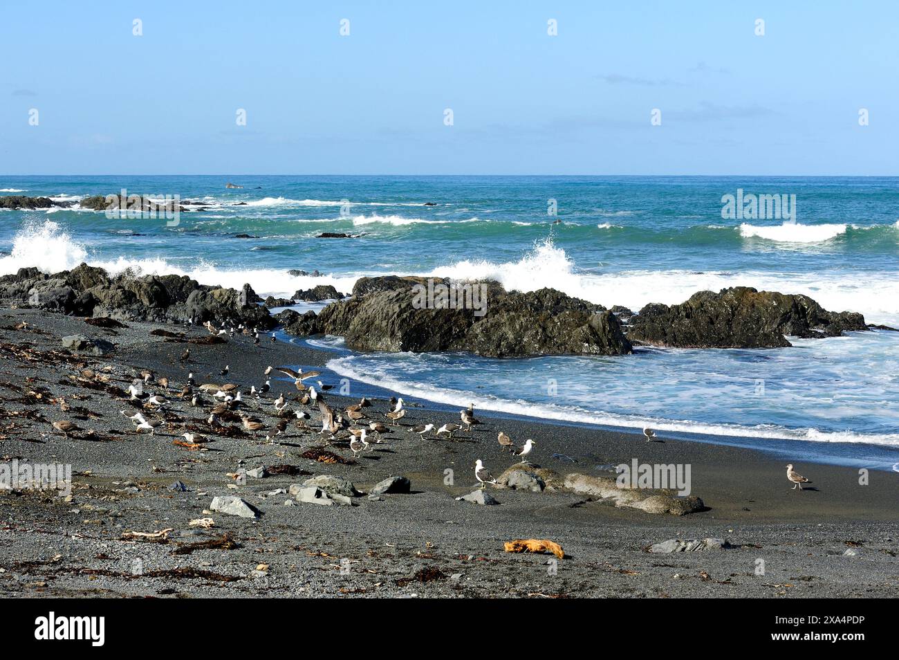 Gabbiani che si nutrono sulla costa di Owhiro Bay, nuova Zelanda Foto Stock