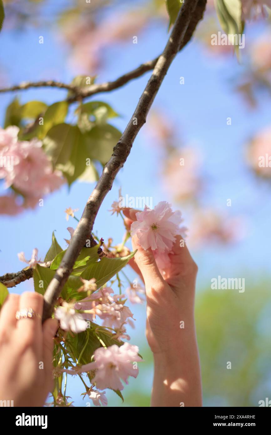 Le mani toccano delicatamente i fiori di ciliegio contro un cielo blu morbido. Foto Stock