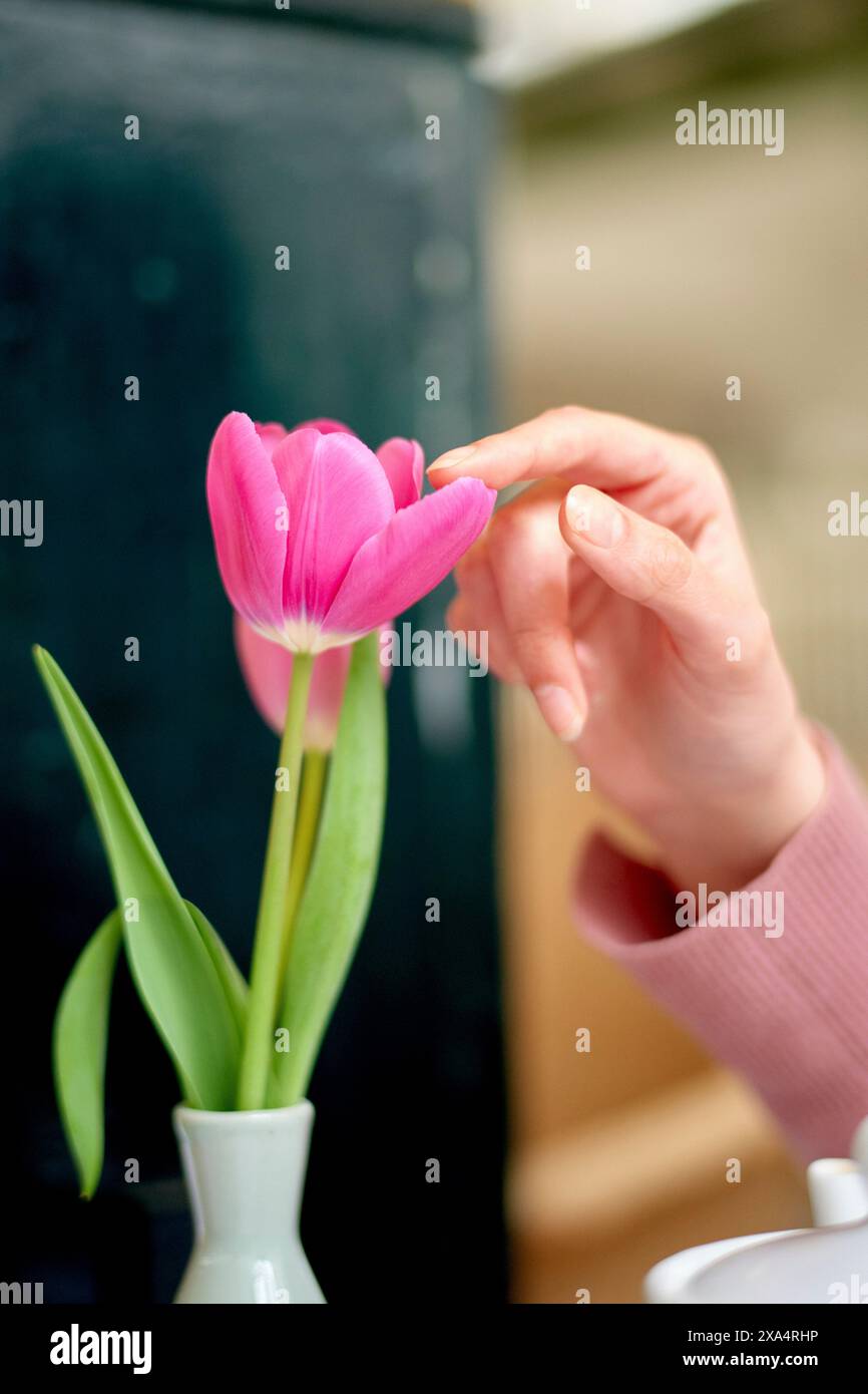 Toccare delicatamente un tulipano rosa in un vaso bianco su sfondo sfocato. Foto Stock