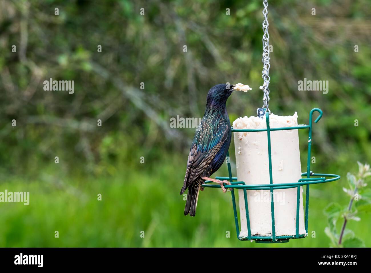 starling comune, Sturnus vulgaris, arroccato su un alimentatore di grasso da giardino. Foto Stock