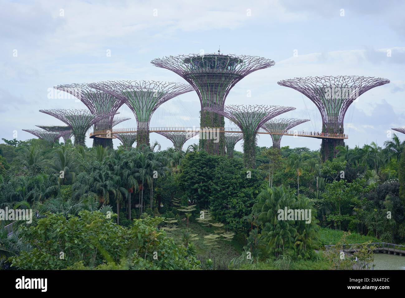 Supertree Grove a Gardens by the Bay, con torreggianti strutture simili ad alberi in mezzo al fogliame tropicale sotto un cielo nuvoloso. Foto Stock