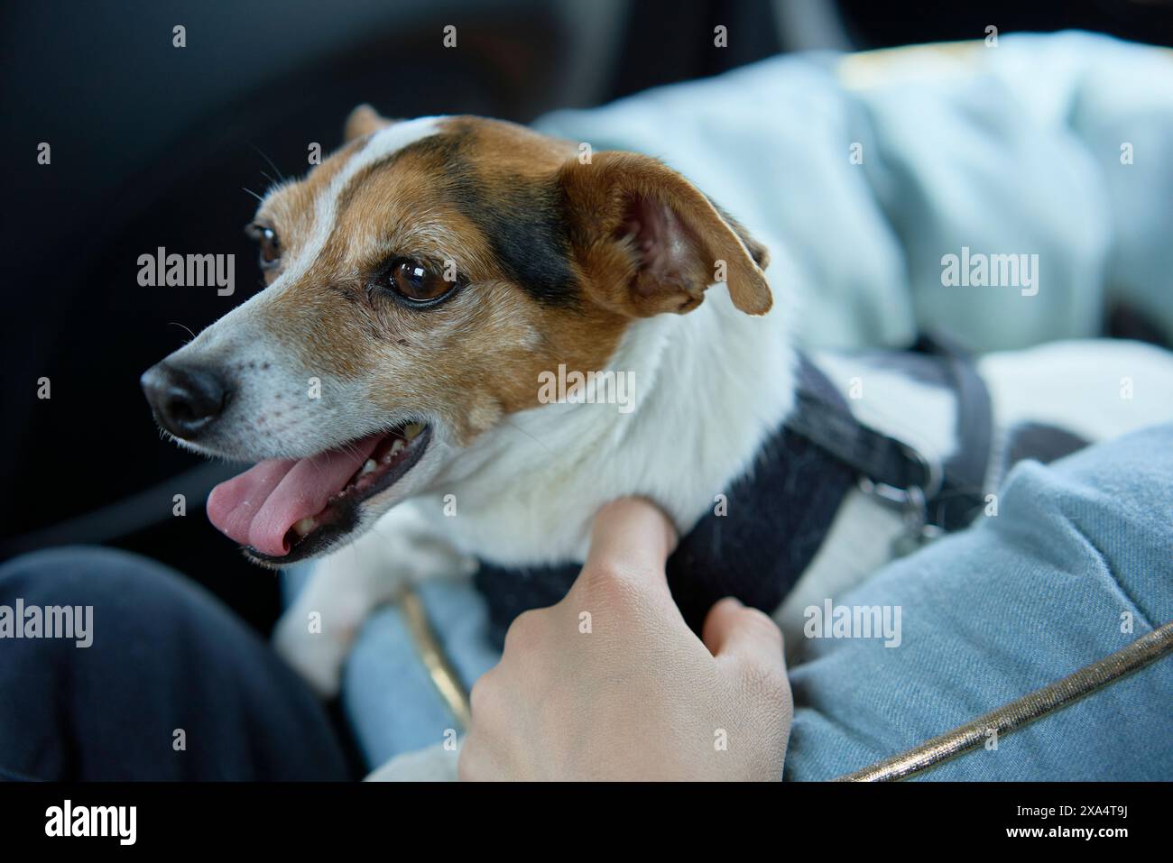 Un cane Jack Russell Terrier che indossa un'imbragatura siede in un'auto, guardando lateralmente mentre la mano di una persona lo accarezza. Foto Stock