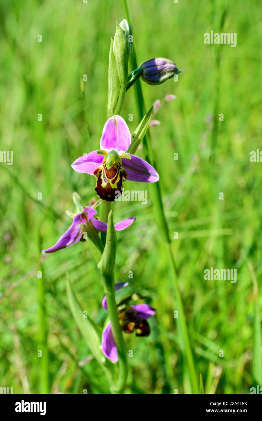 Orchidea delle api (Ophrys apifera) - sud-Touraine, Indre-et-Loire (37), Francia. Foto Stock