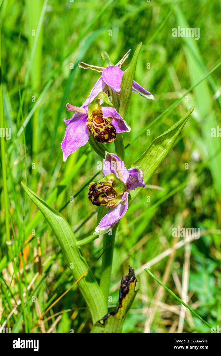 Orchidea delle api (Ophrys apifera) - sud-Touraine, Indre-et-Loire (37), Francia. Foto Stock