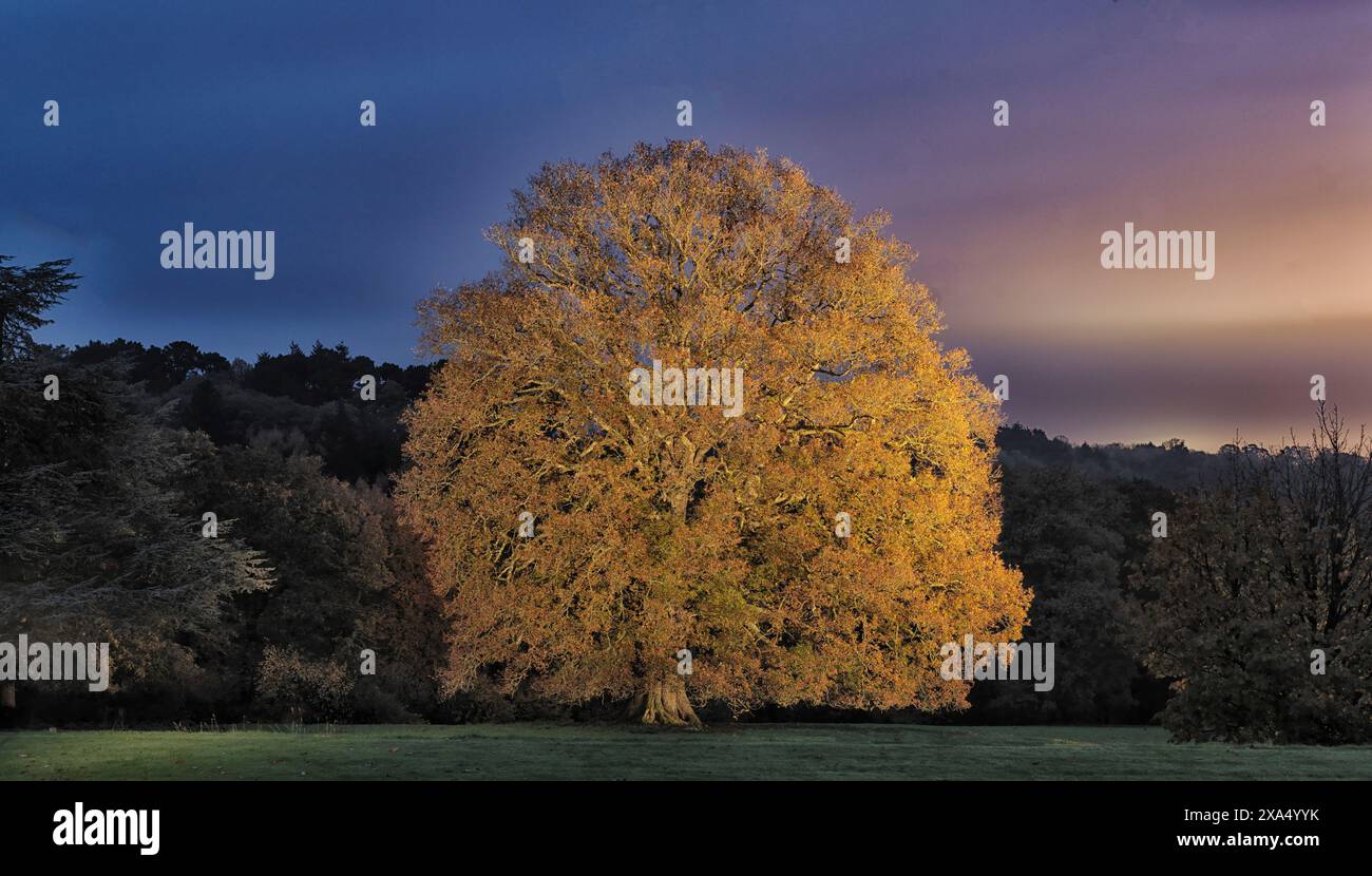 Un magnifico albero con foglie dorate si erge illuminato contro un cielo scuro e dolente al crepuscolo. Foto Stock