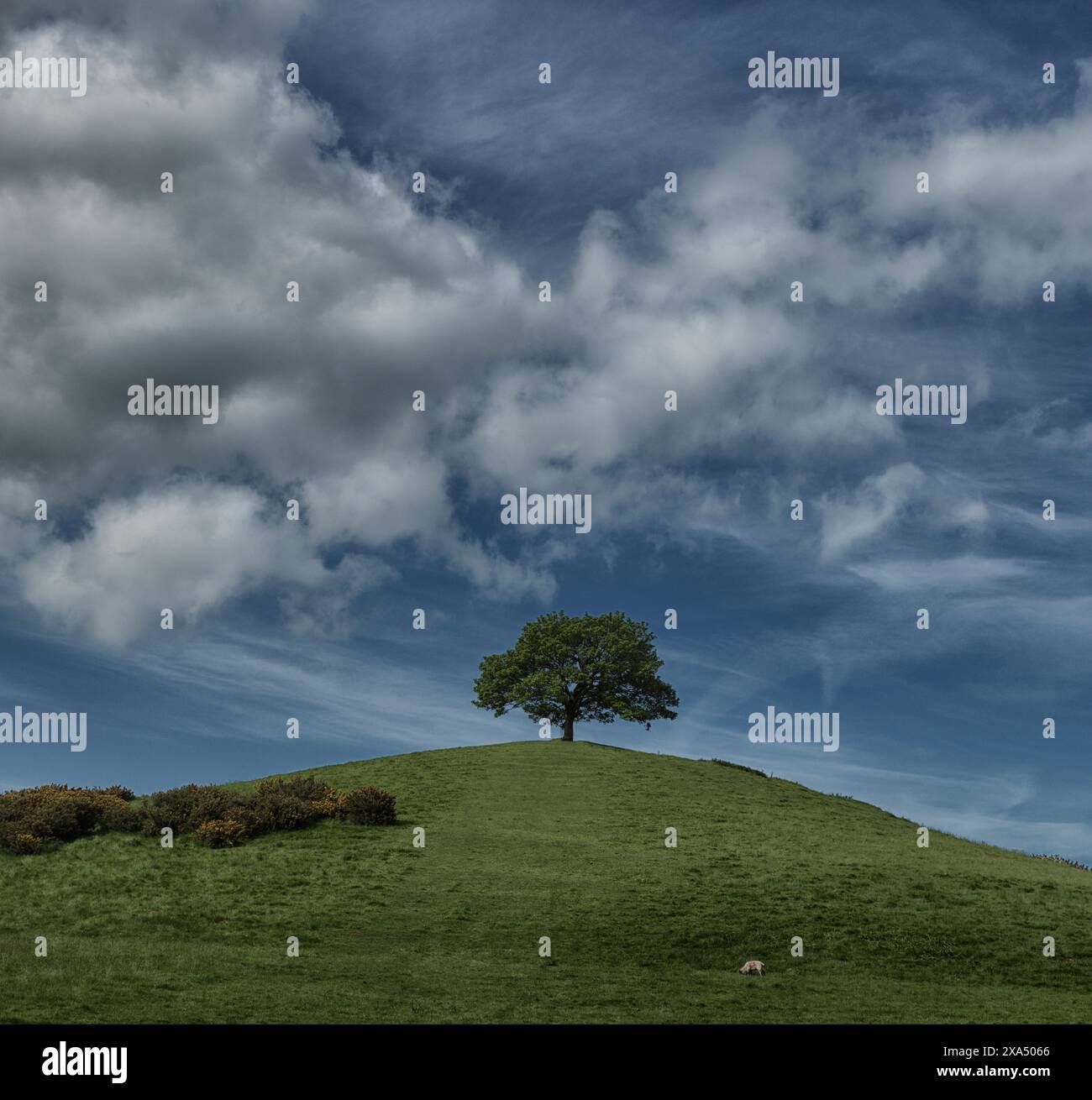 Albero solitario in piedi su una collina verde sotto un suggestivo cielo blu con nuvole sparse. Foto Stock