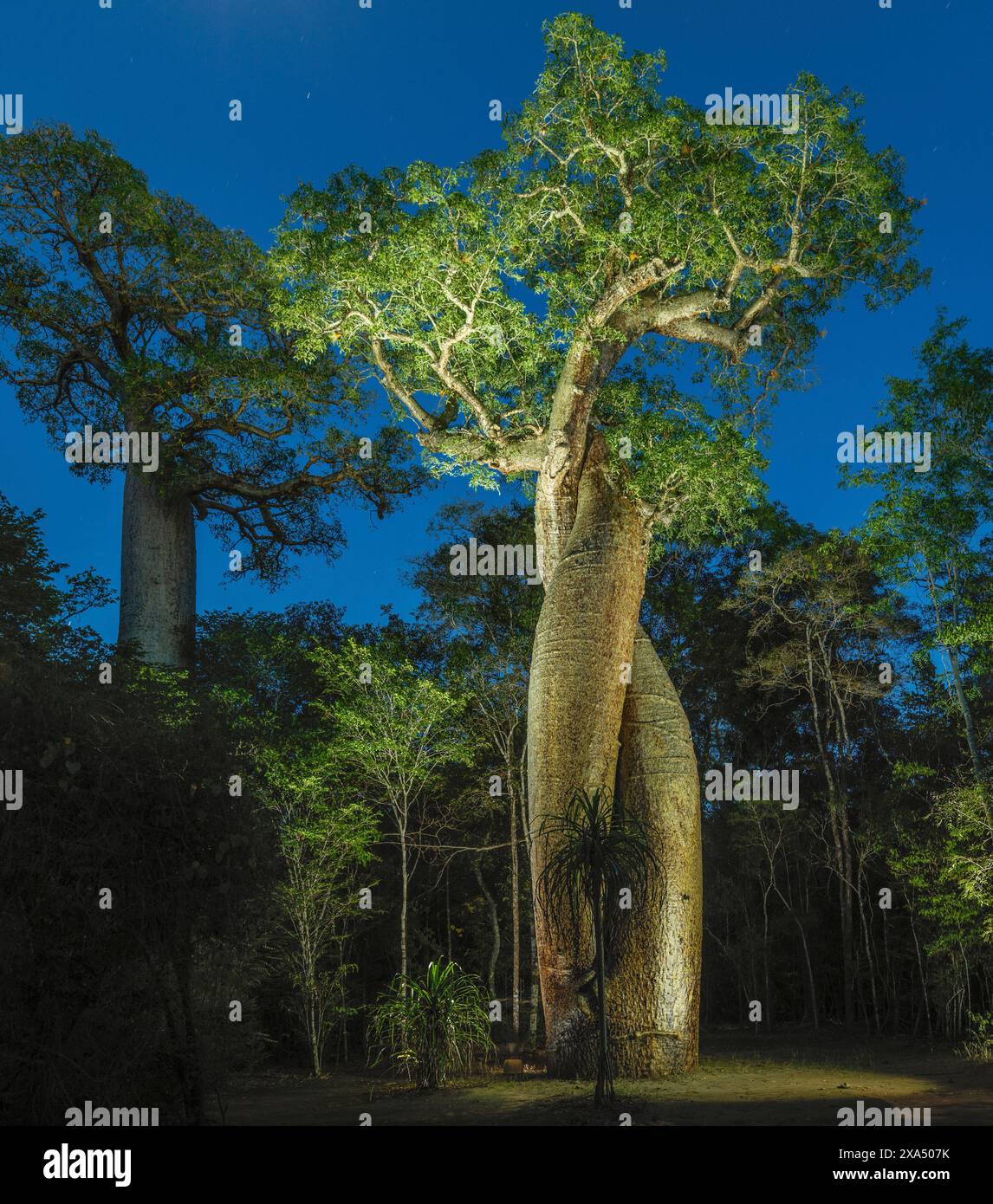 Maestoso albero di baobab illuminato di notte sotto un cielo limpido. Foto Stock