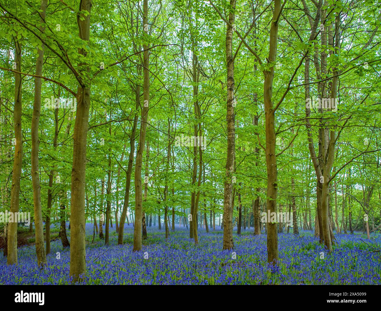 Una vibrante foresta con alberi torreggianti e un tappeto di fiori bluebell che ricoprono il terreno. Foto Stock