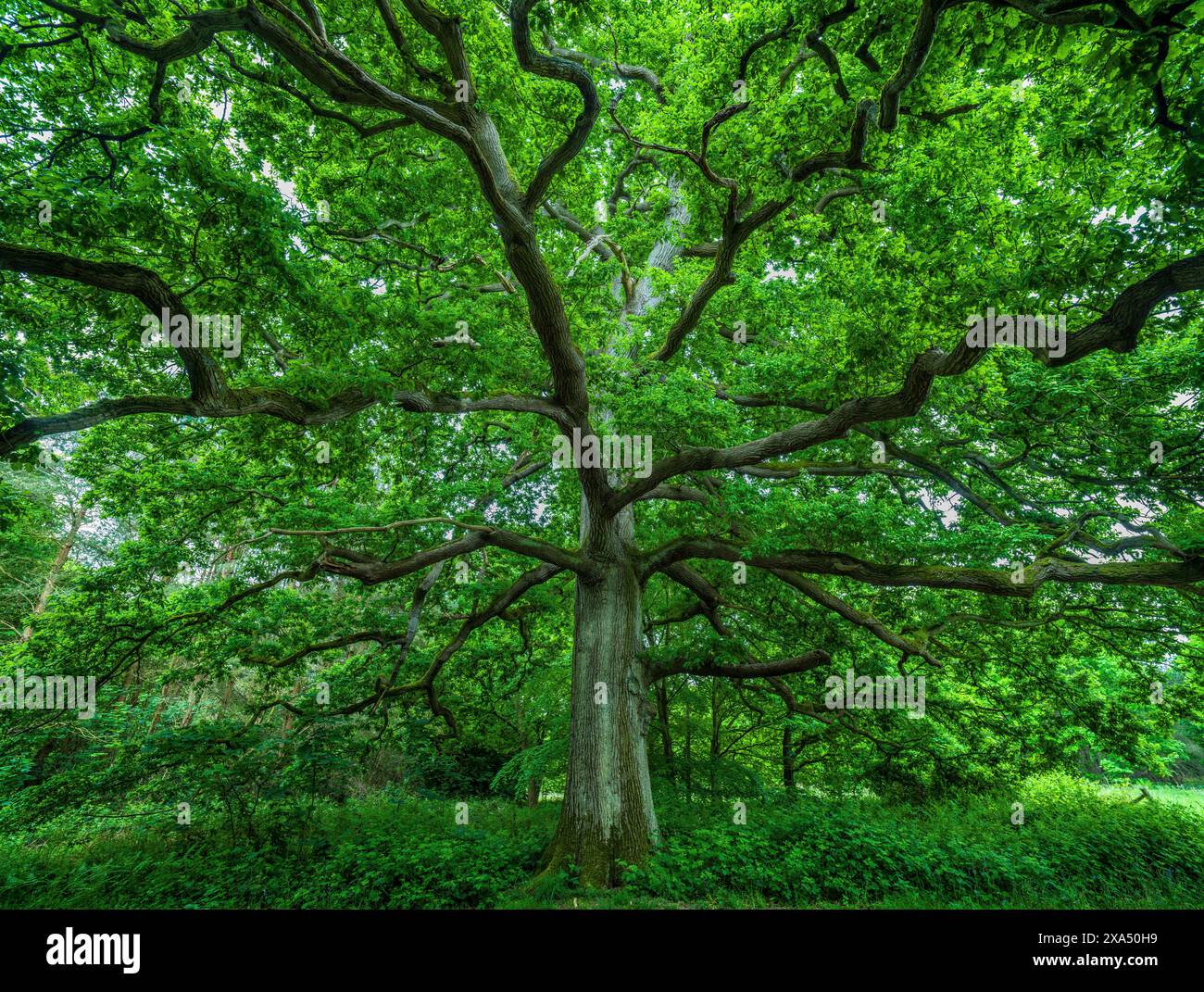 Maestoso albero antico con rami estesi in una lussureggiante foresta verde. Foto Stock