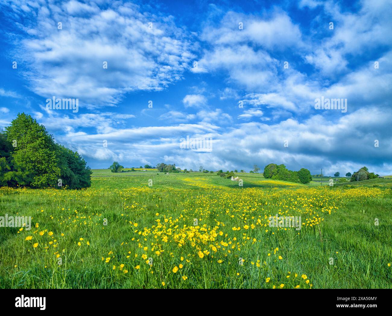 Campo verde vivace punteggiato di fiori selvatici gialli sotto un cielo blu con soffici nuvole. Foto Stock