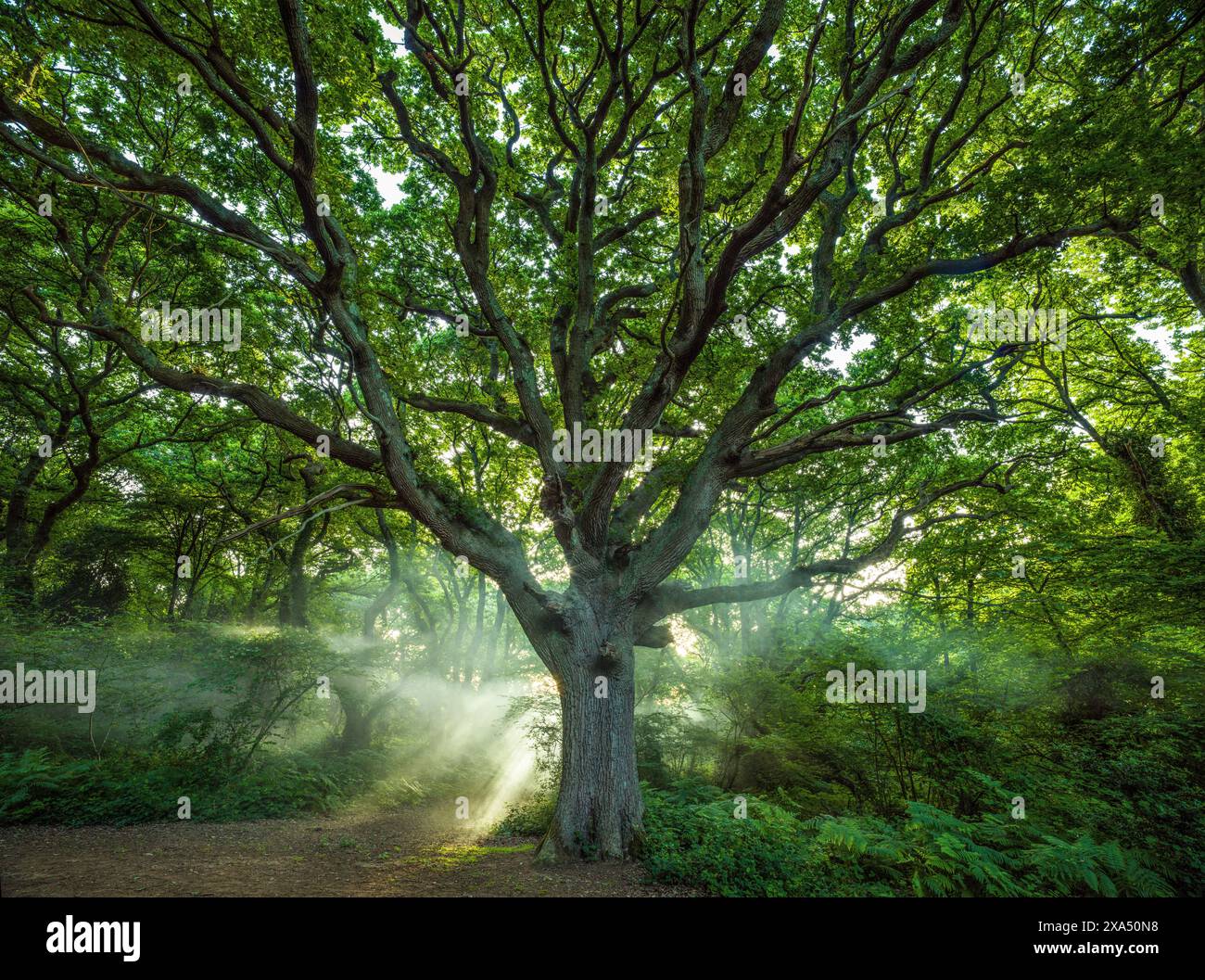 La luce del sole filtra tra tra i rami di un maestoso albero in una lussureggiante foresta verde, gettando i raggi eterei e creando una scena tranquilla. Foto Stock