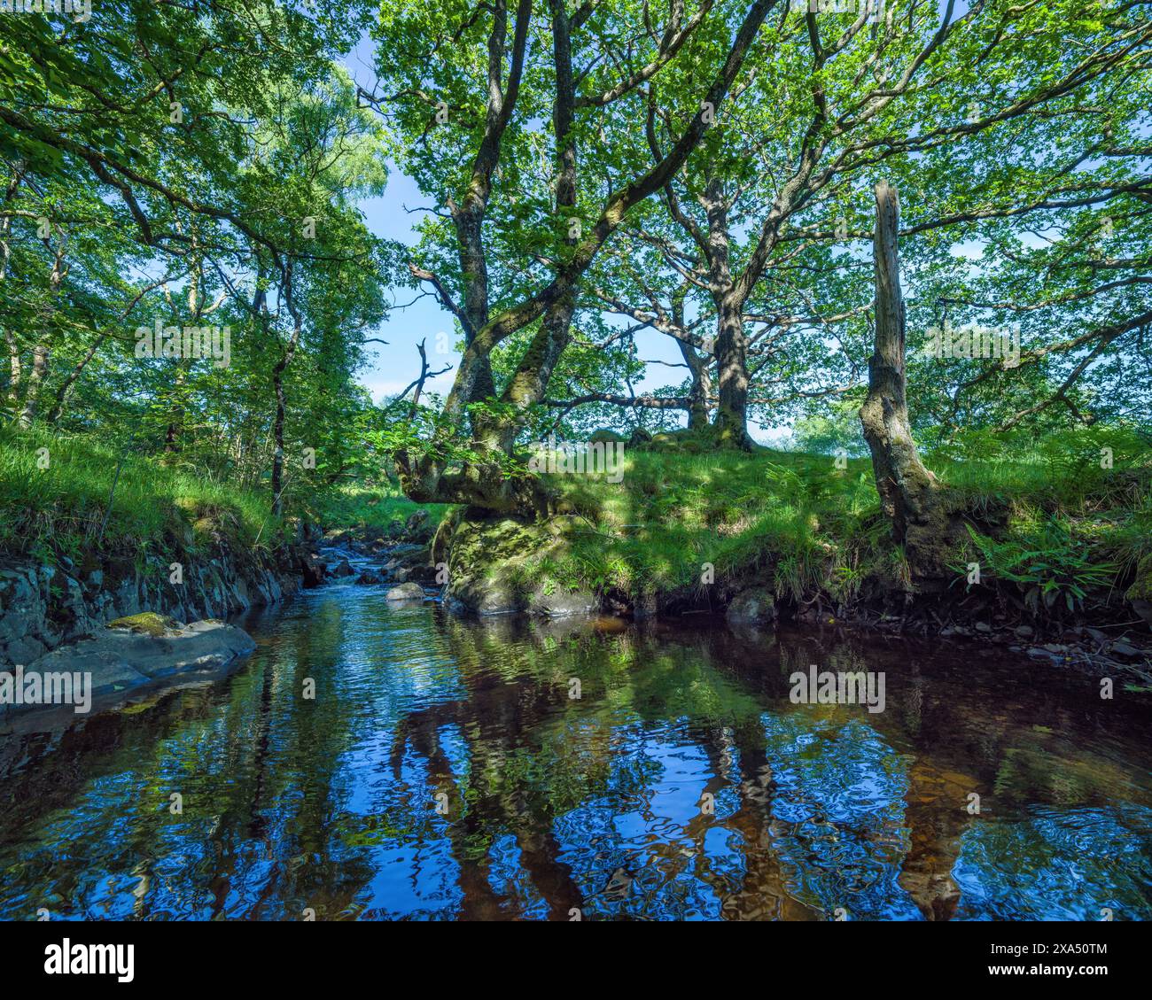 Sereno ruscello che scorre attraverso una lussureggiante foresta con la luce del sole che filtra attraverso il baldacchino. Foto Stock