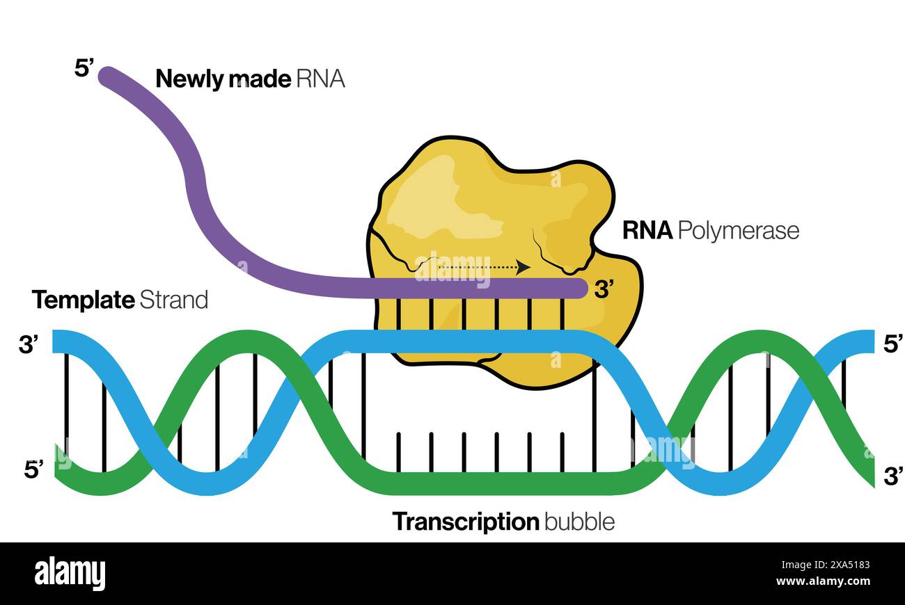 Illustrazione vettoriale dettagliata del processo di trascrizione per l'educazione alla genetica, alla biologia molecolare e alla biochimica su sfondo bianco. Illustrazione Vettoriale