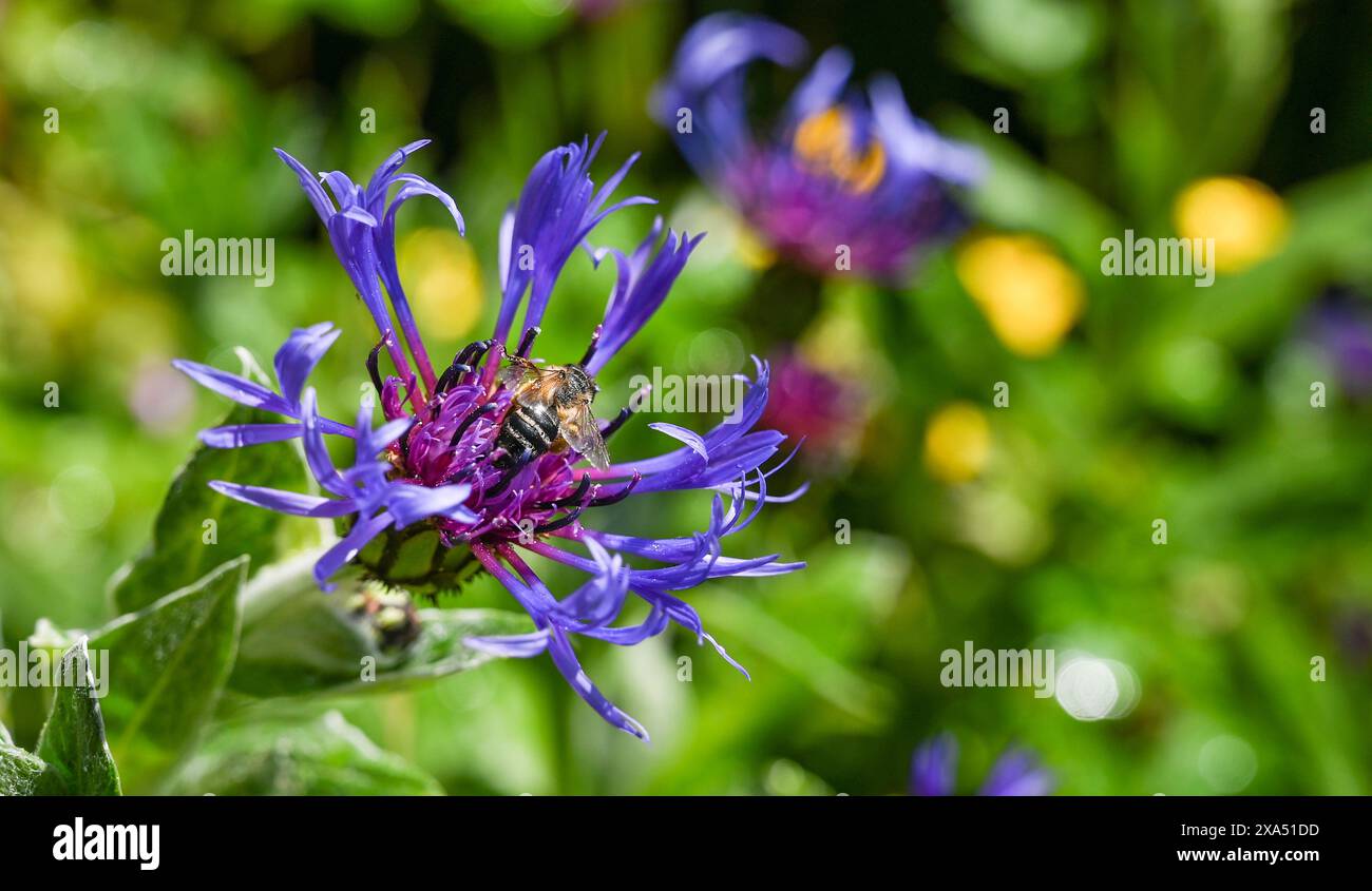 Un'ape che raccoglie polline da un fiordaliso blu (Centaurea cyanus) in giardino Foto Stock