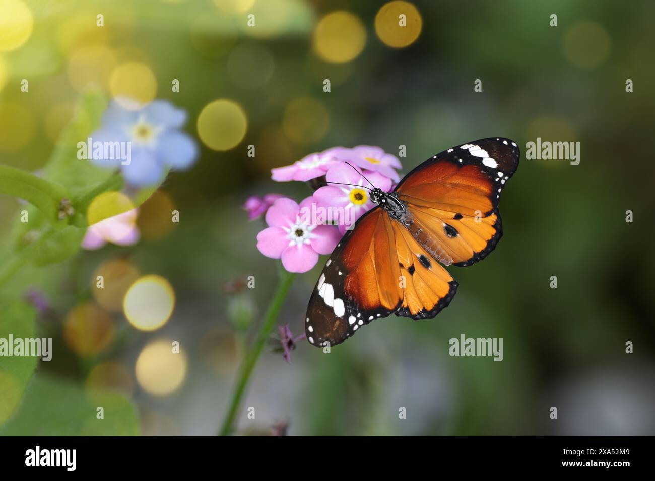 Bellissima farfalla sul fiore "dimentica" in giardino, primo piano. Effetto bokeh Foto Stock