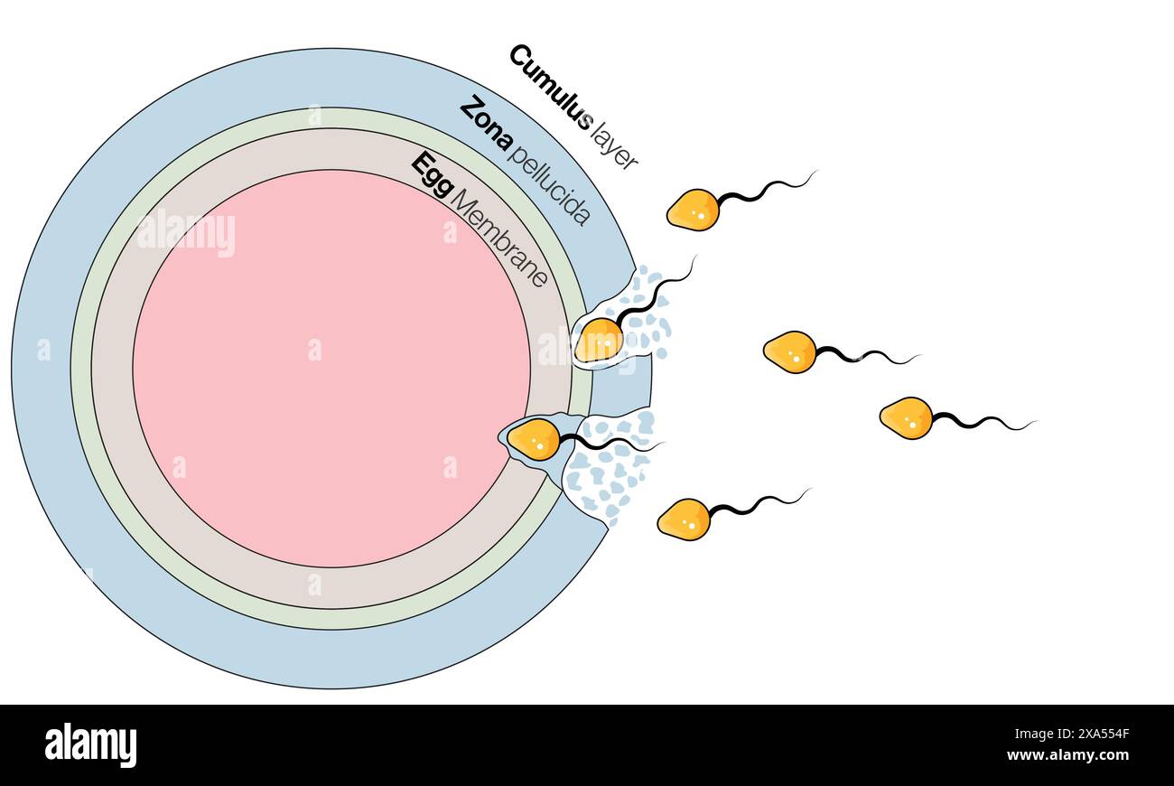 Illustrazione vettoriale dettagliata dell'interazione tra uova e spermatozoi durante la fecondazione per biologia riproduttiva, genetica ed embriologia su sfondo bianco. Illustrazione Vettoriale