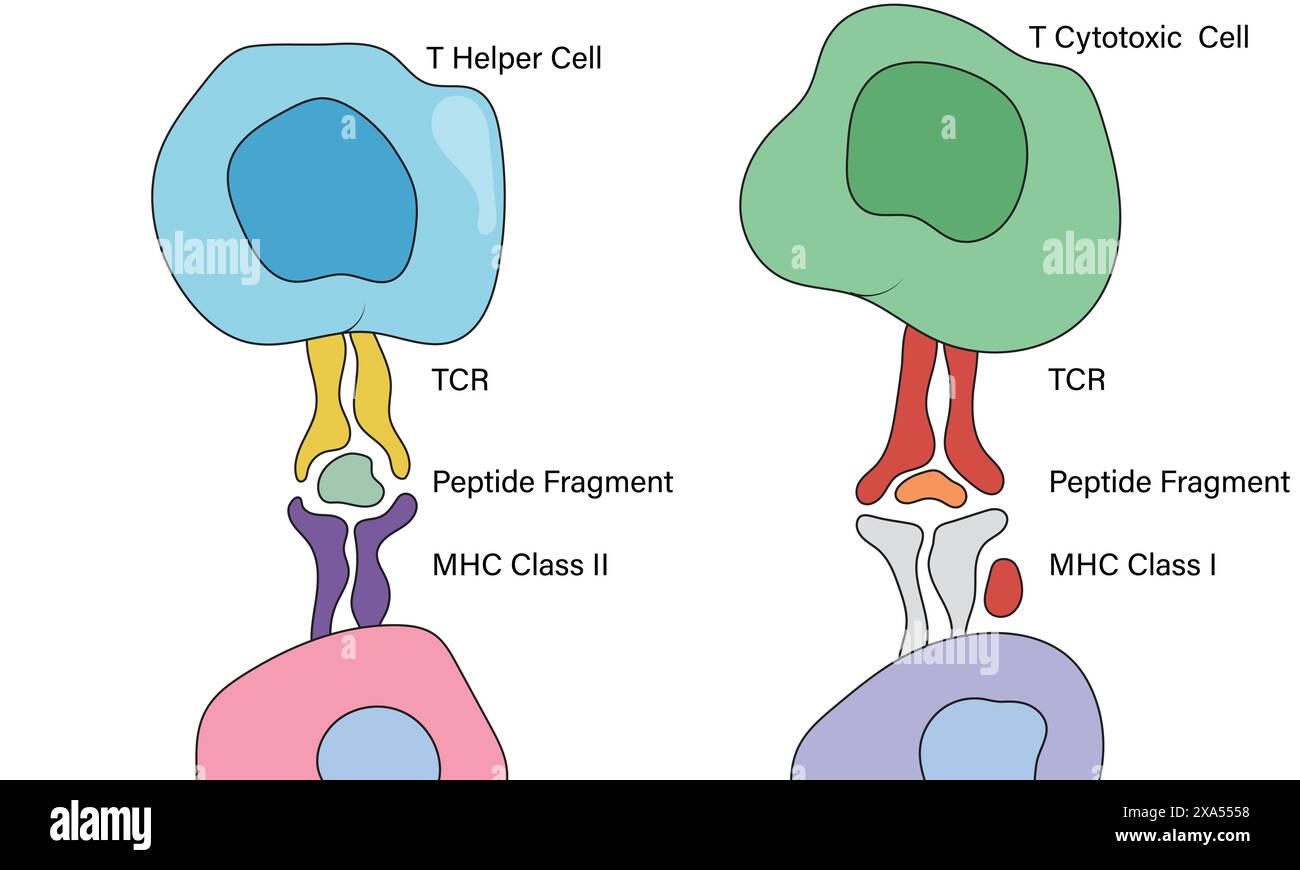 Illustrazione vettoriale dettagliata del riconoscimento T-Cell dell'antigene per immunologia, biologia cellulare e educazione medica su sfondo bianco. Illustrazione Vettoriale