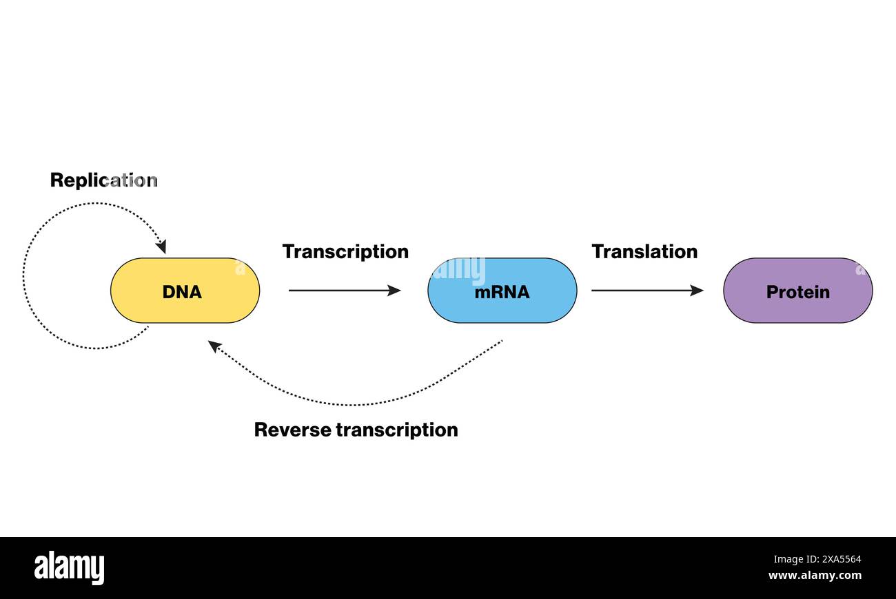 Illustrazione vettoriale dettagliata del dogma centrale della biologia molecolare per la genetica, la biochimica e l'educazione alle scienze biologiche su sfondo bianco. Illustrazione Vettoriale