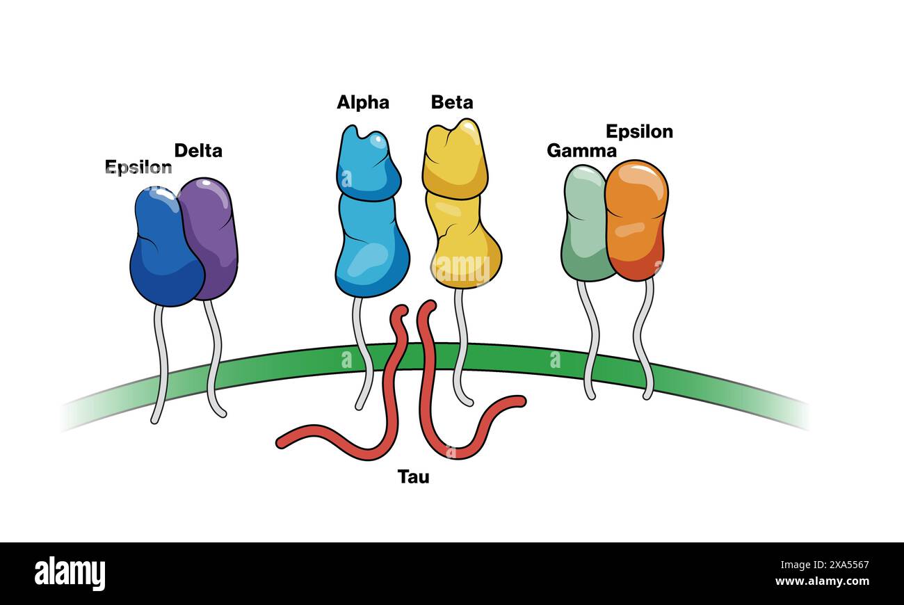 Illustrazione vettoriale dettagliata del complesso Cluster of Differentiation Factor 3 (CD3) in Immunologia per la scienza biomedica e l'educazione all'immunoterapia. Illustrazione Vettoriale