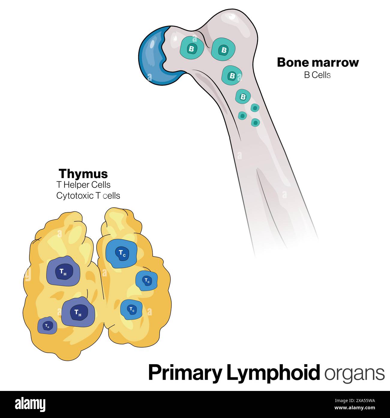 Illustrazione vettoriale dettagliata degli organi linfoidi primari, midollo osseo e timo, che mostra la generazione di cellule immunitarie per l'immunologia e la biologia educazione o.. Illustrazione Vettoriale