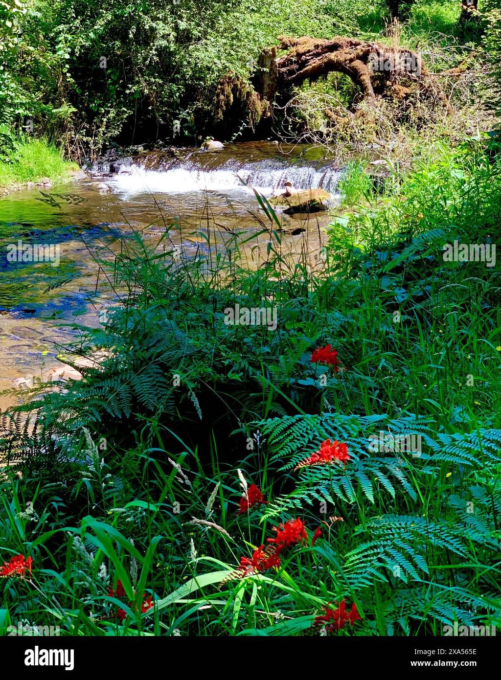 Una lussureggiante foresta verde con un ruscello che scorre attraverso di essa Foto Stock