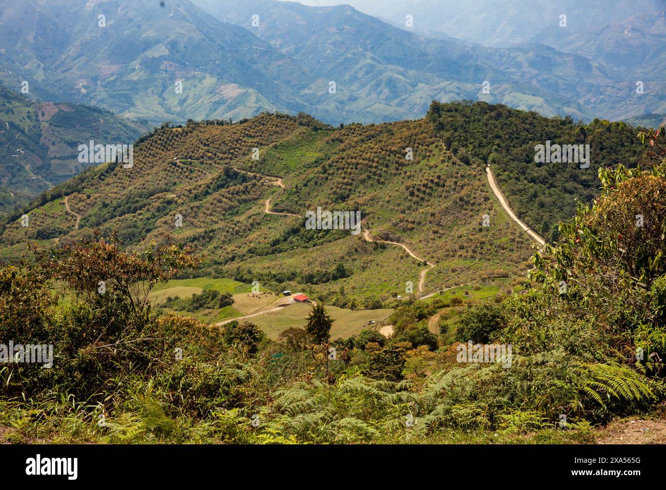 Il paesaggio culturale del caffè. Bellissime montagne delle catene centrali nel comune di Aguadassituato nel dipartimento di Caldas in Colombia. Foto Stock