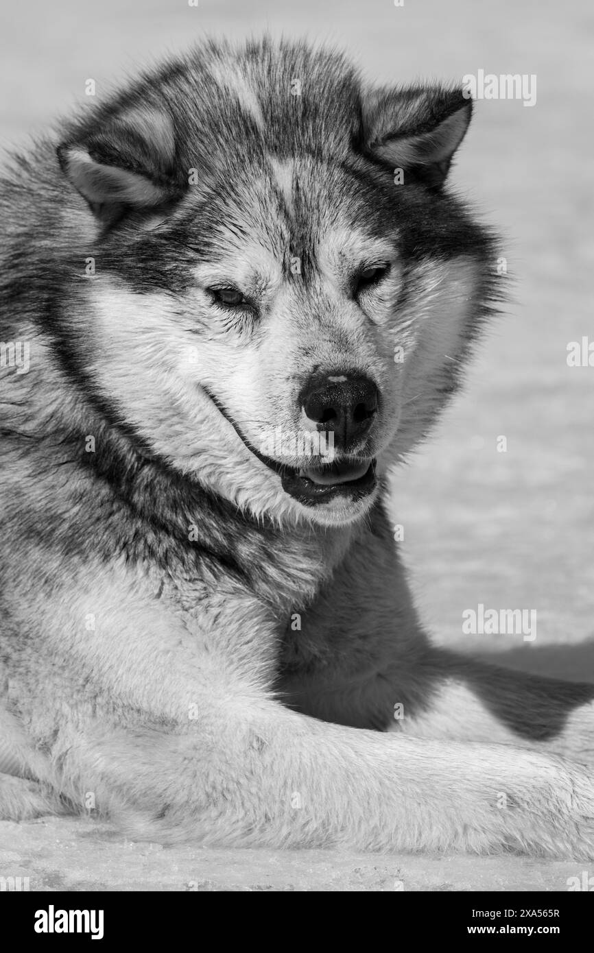 Groenlandia sudorientale, comune di Sermersooq, regione di Ammassalik, Tasiilaq. Tipico cane da slitta groenlandese. Foto Stock
