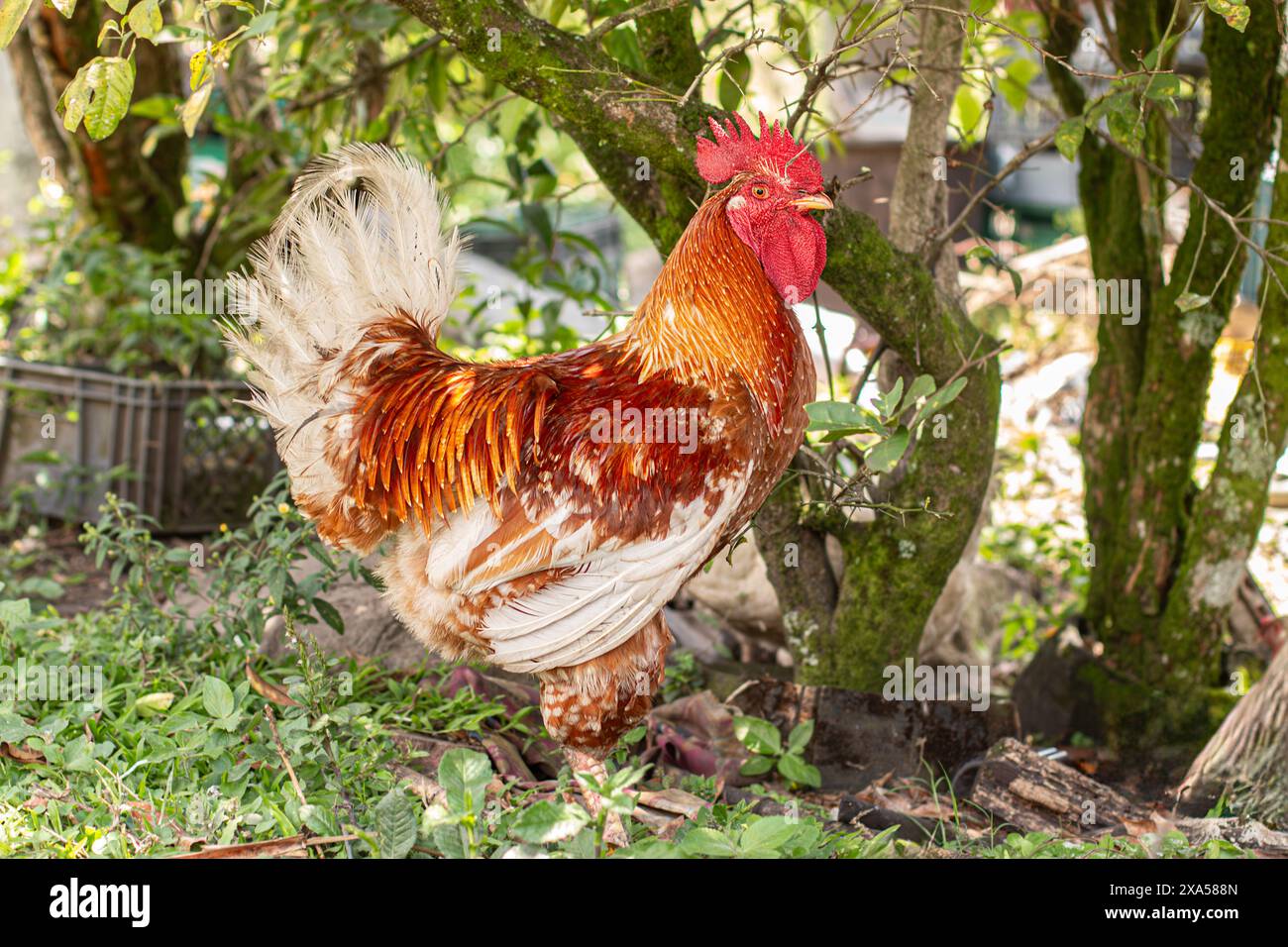 gallo adulto con colori rosso e bianco al pascolo libero Foto Stock