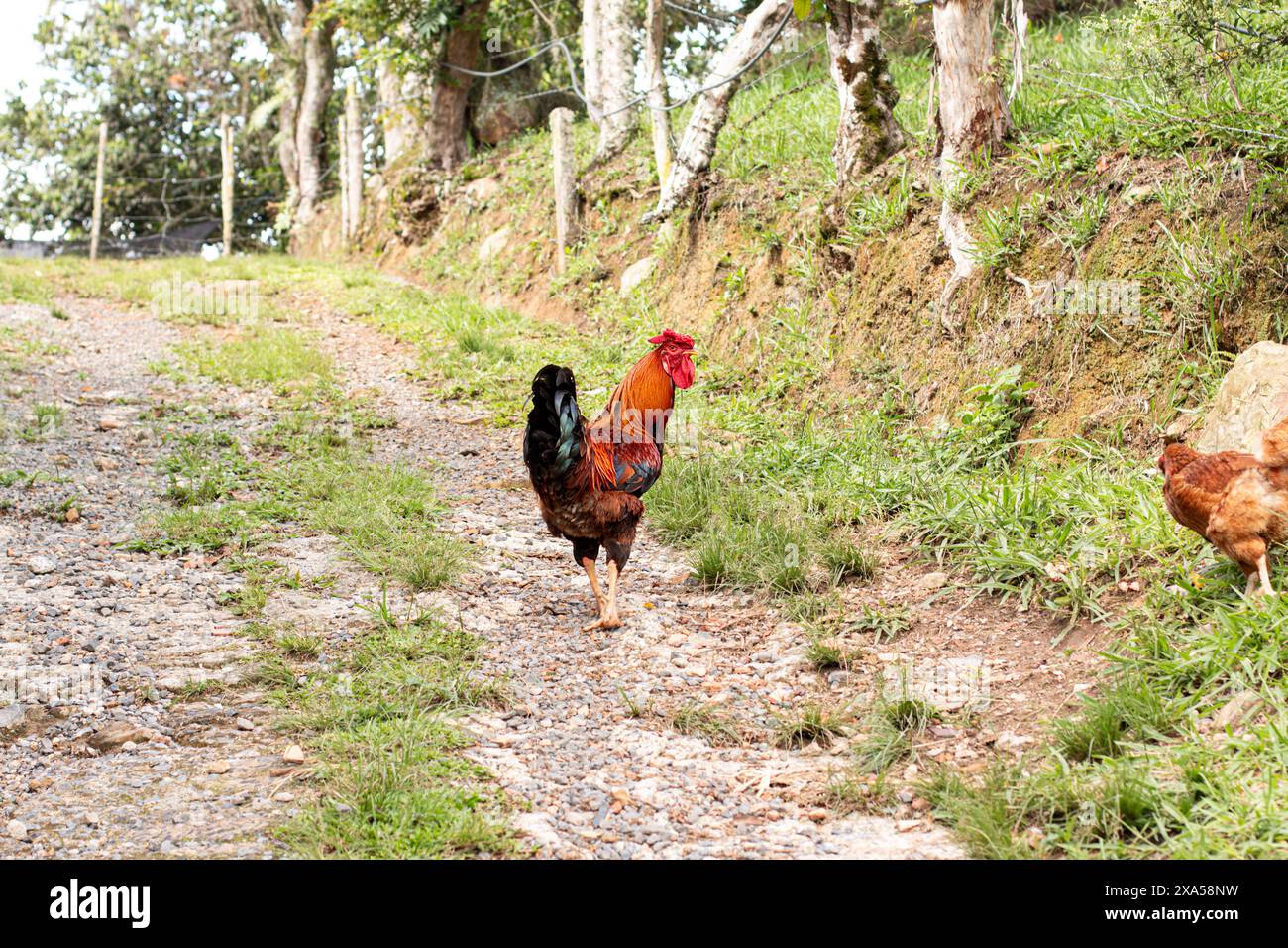 rosso gallo adulto con nero al pascolo libero Foto Stock