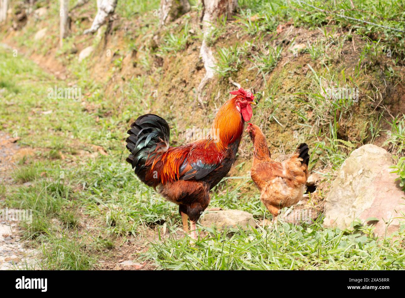 adulti, gallo rosso e nero al pascolo libero accanto alla gallina rossa Foto Stock