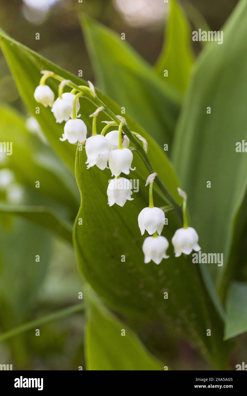 Foto ravvicinata di un giglio dello stelo floreale della valle su sfondo verde sfocato Foto Stock