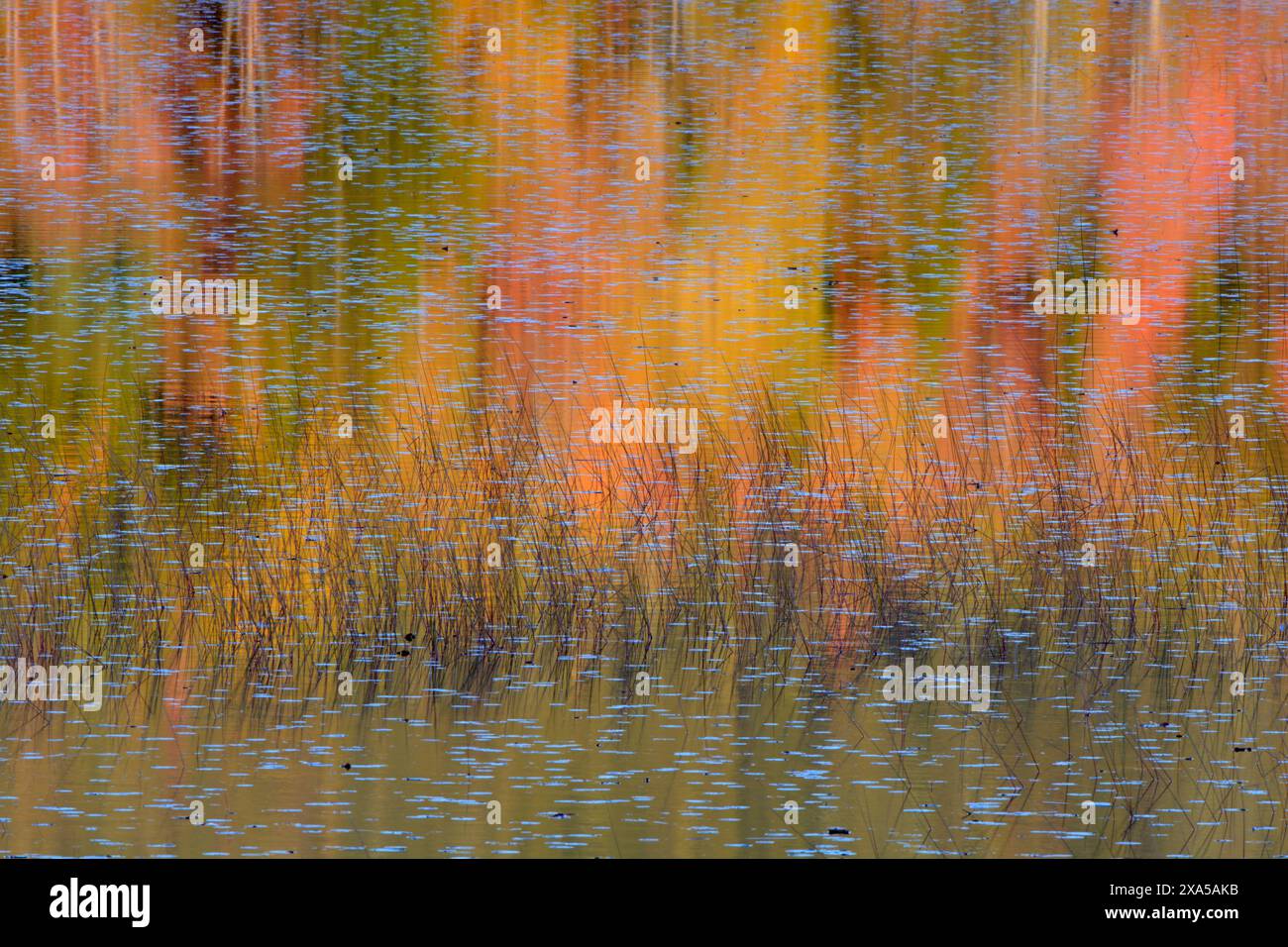 Tramonto su un laghetto di acqua dolce pieno di tamponi di giglio. Riflessioni autunnali in ottobre nel Parco Nazionale dell'Acadia, Maine. Foto Stock