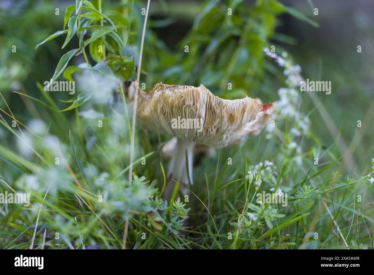 Foto ravvicinate di un fungo agarico di mosca in un'erba verde sulle montagne alpine austriache Foto Stock