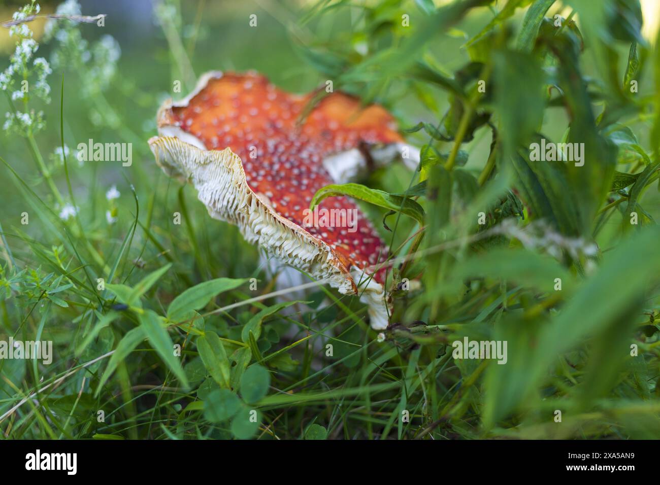 Foto ravvicinate di un fungo agarico della mosca rossa in un'erba verde sulle montagne alpine austriache Foto Stock
