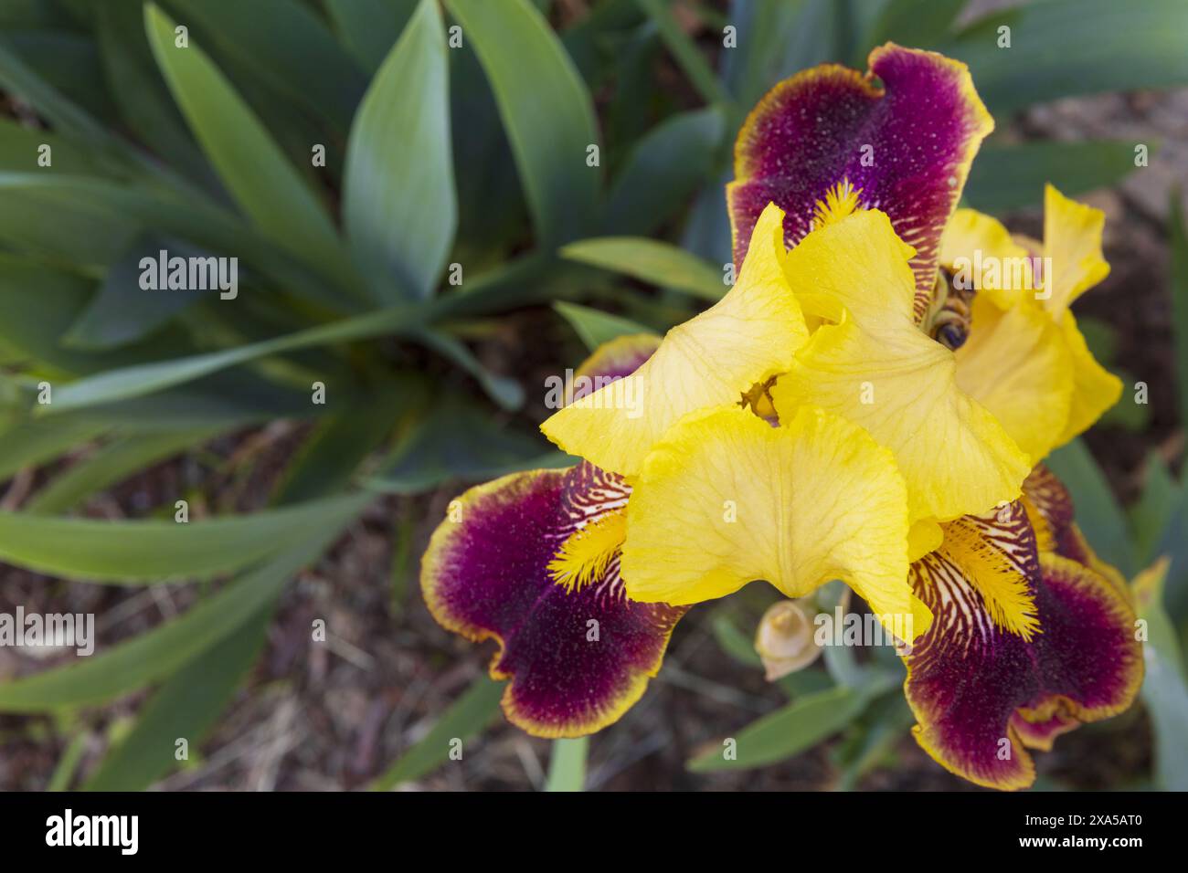 Vista ravvicinata dall'alto di un fiore d'iride giallo viola su sfondo verde sfocato e marrone terra Foto Stock