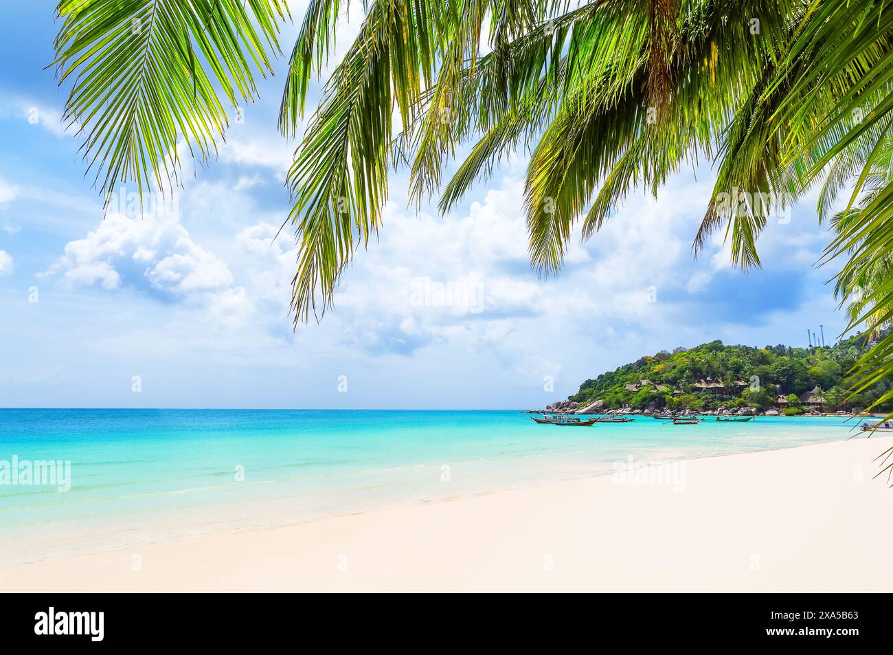 Palme da cocco e barca a coda lunga sulla spiaggia tropicale di sabbia bianca nell'isola di Koh Tao, nella provincia di Surat Thani, Thailandia. Concetto di vacanza estiva. Beautif Foto Stock