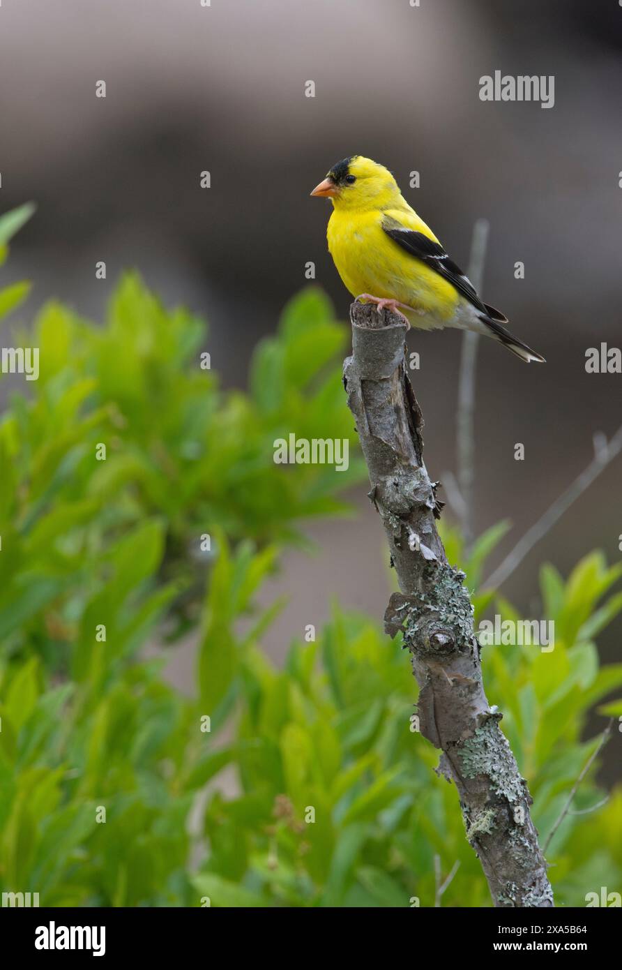 American Goldfinch (Spinus tristis). Maschio in piumaggio da riproduzione. Luglio nel Parco Nazionale dell'Acadia, Maine, Stati Uniti. Foto Stock
