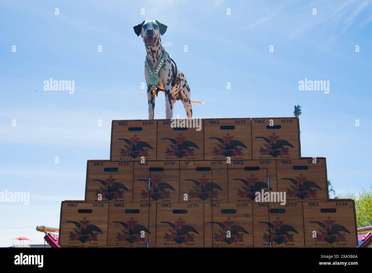 Un bellissimo cane dalmata si erge sulla cima di un camion Budweiser Clydesdales all'esterno di un campo da baseball prima dell'inizio di una partita. Foto Stock