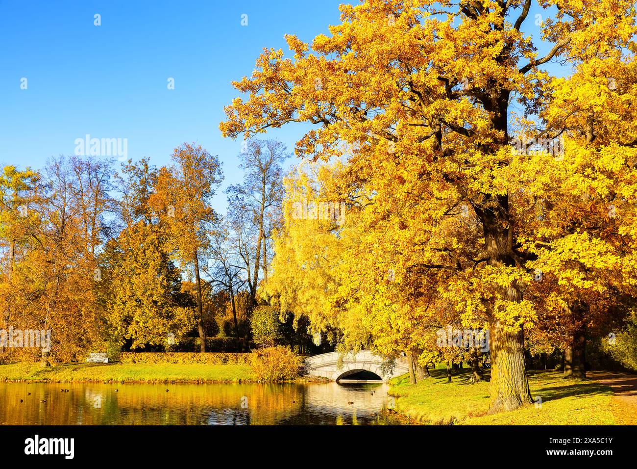 Splendido paesaggio autunnale soleggiato con alberi gialli e aranci e sentiero nel parco Alexander, Pushkin, San Pietroburgo, Russia. Parco nella stagione autunnale, aut Foto Stock