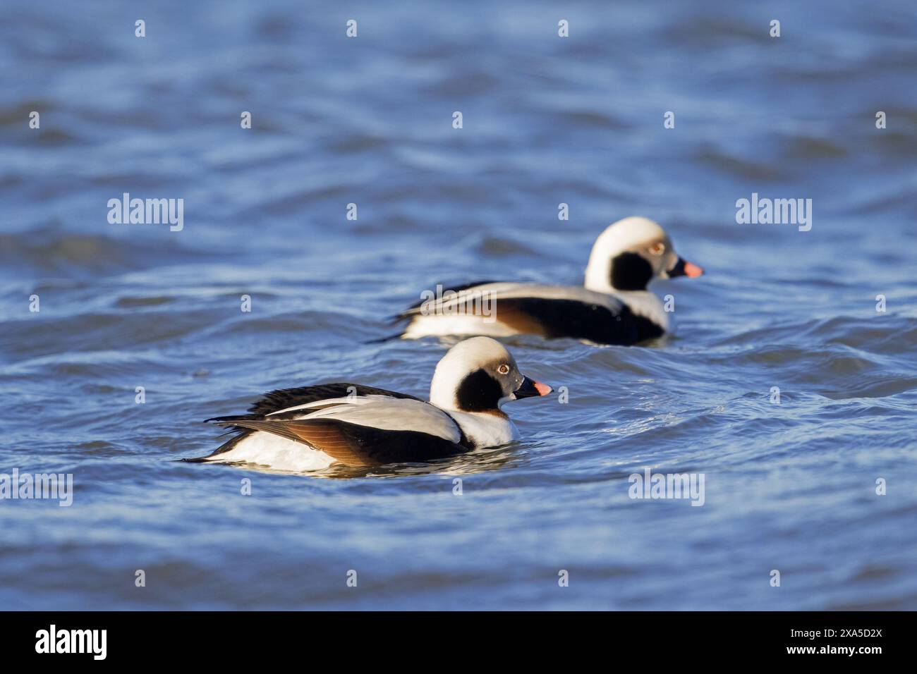 Anatre dalla coda lunga (Clangula hyemalis / Anas hyemalis) due maschi in piumaggio senza bestia che nuotano in mare in inverno Foto Stock