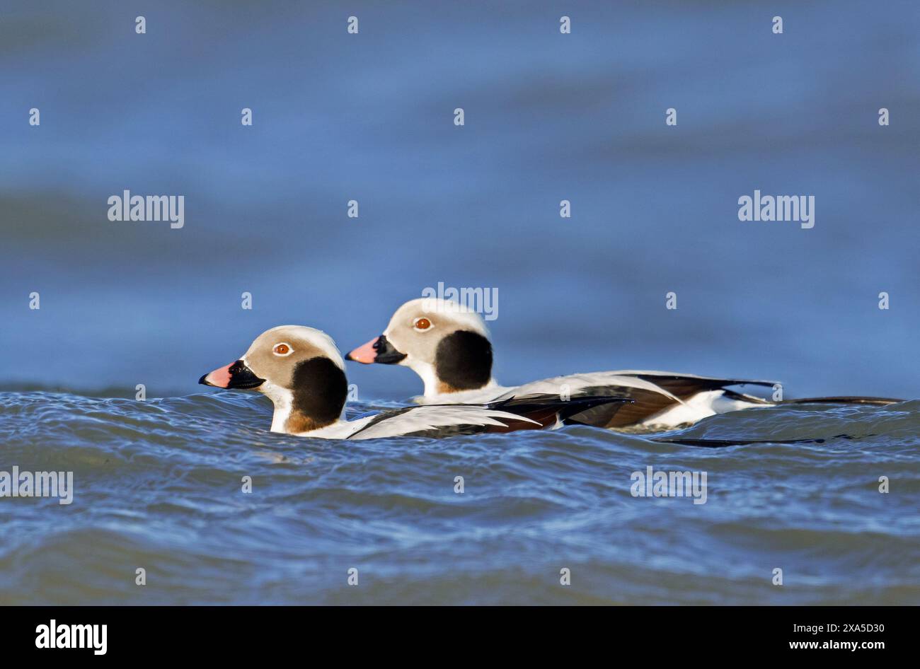 Anatre dalla coda lunga (Clangula hyemalis / Anas hyemalis) due maschi in piumaggio senza bestia che nuotano in mare in inverno Foto Stock
